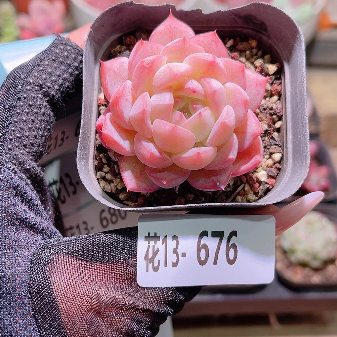 花利美13-676白桃汽水