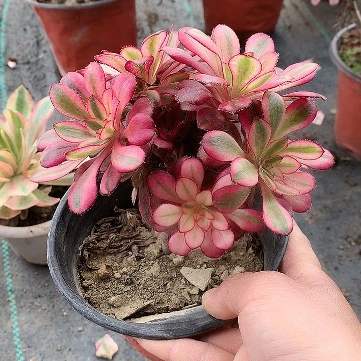 金*310香奈砍过多肉植物