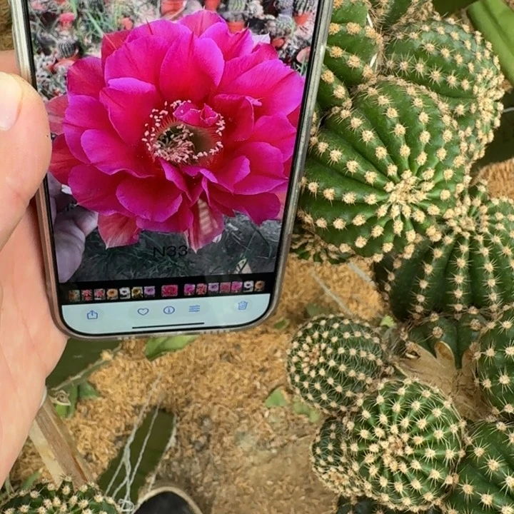 358彩草n33歪无根侧牙4公分左右，20包邮