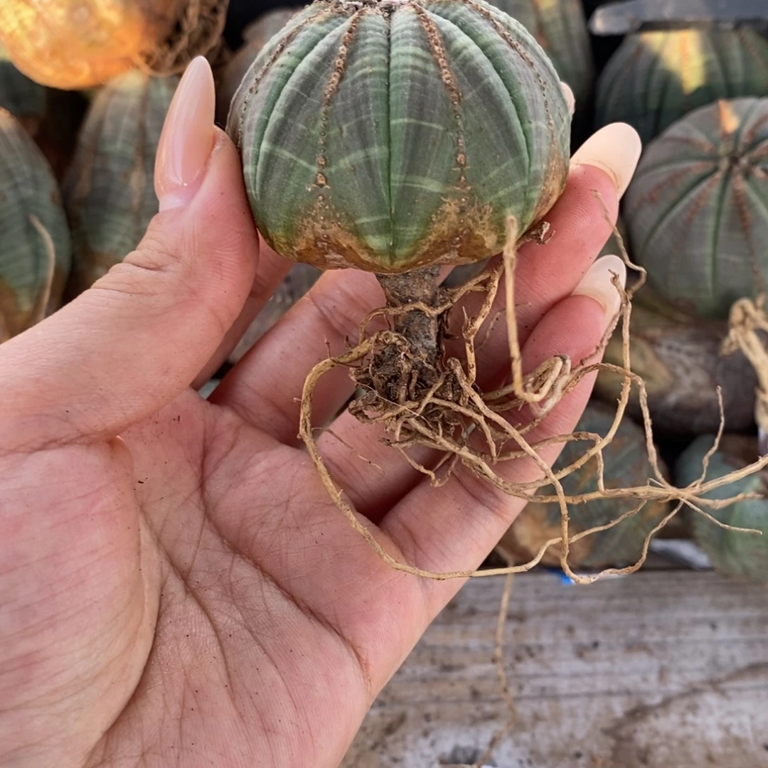 37欧系实生布纹球一物一拍