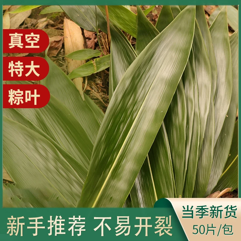 特大鲜粽叶真空包装传统箬叶非芦苇叶手工包粽子专用粽子叶