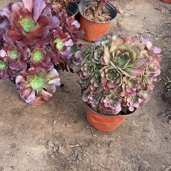 我227多肉植物组合，