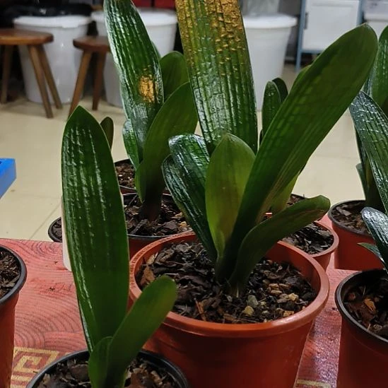 完全开放鑫子兰苑杜杜