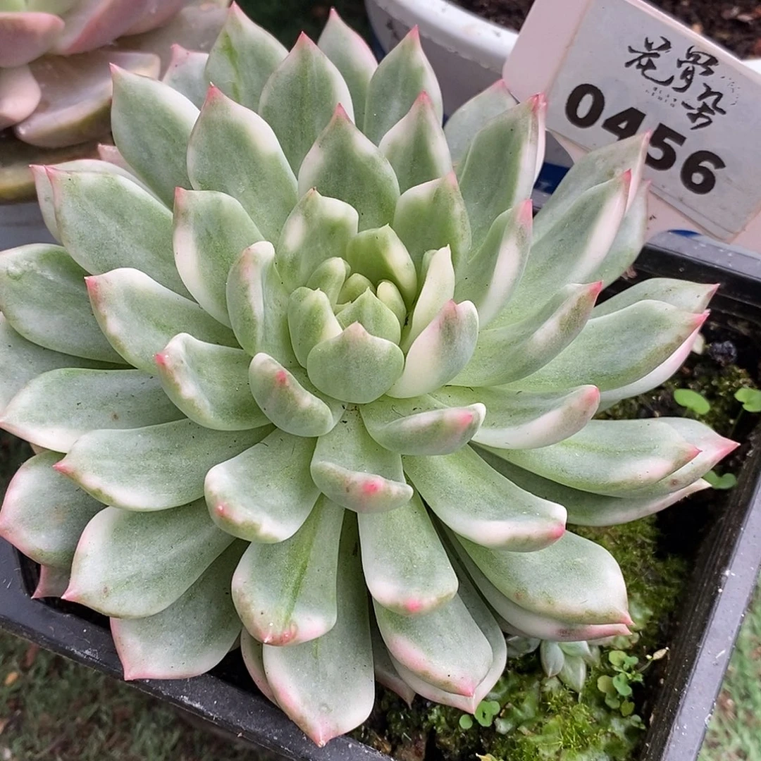 456东云锦哈哈哈哈哈哈