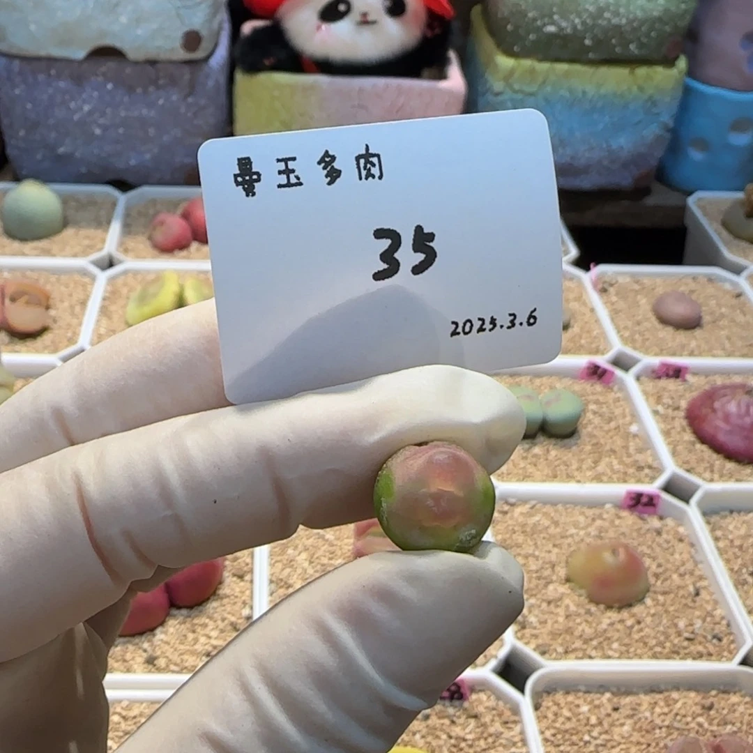 ?****年多肉多肉多肉3.6-035
