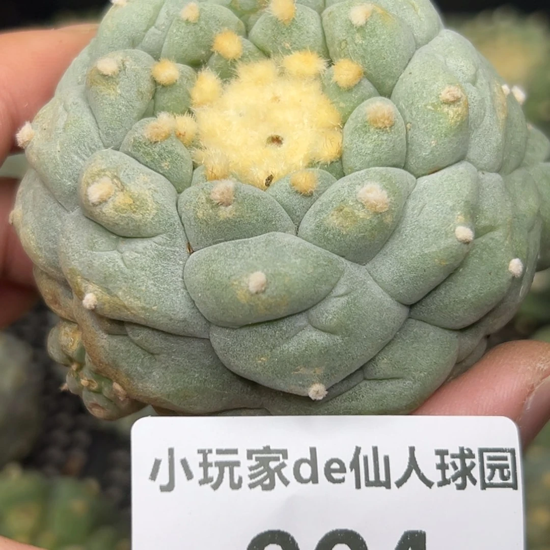 904 仙人球的海鲜 有根