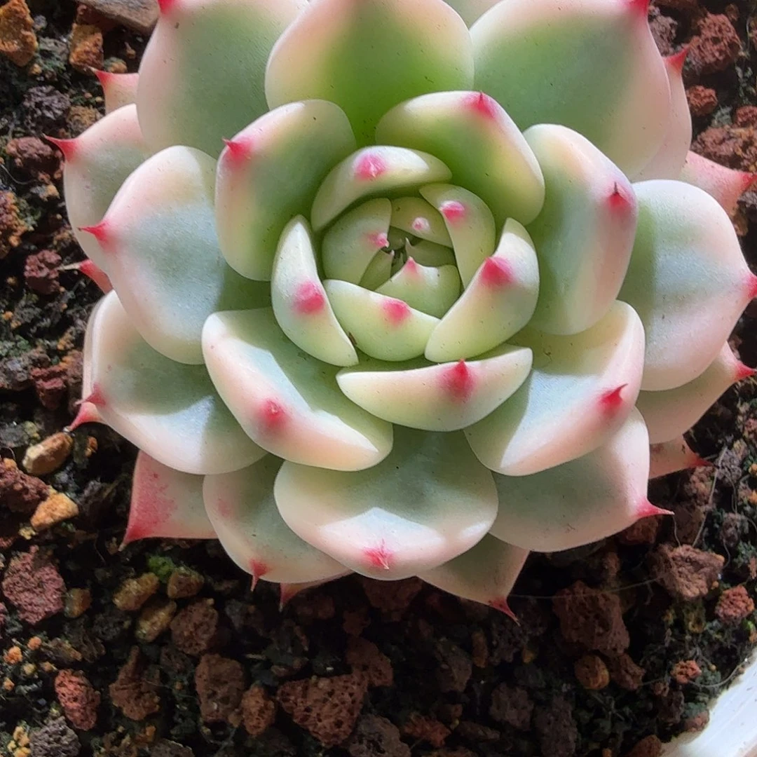 吉娃娃锦，多肉植物。