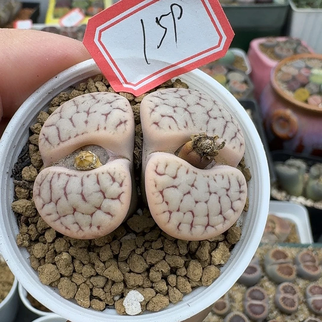 159多肉哈哈哈哈哈哈哈