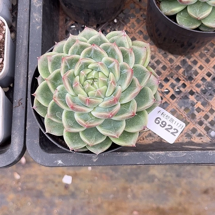 阿雅园艺。       6922钻石珍妮