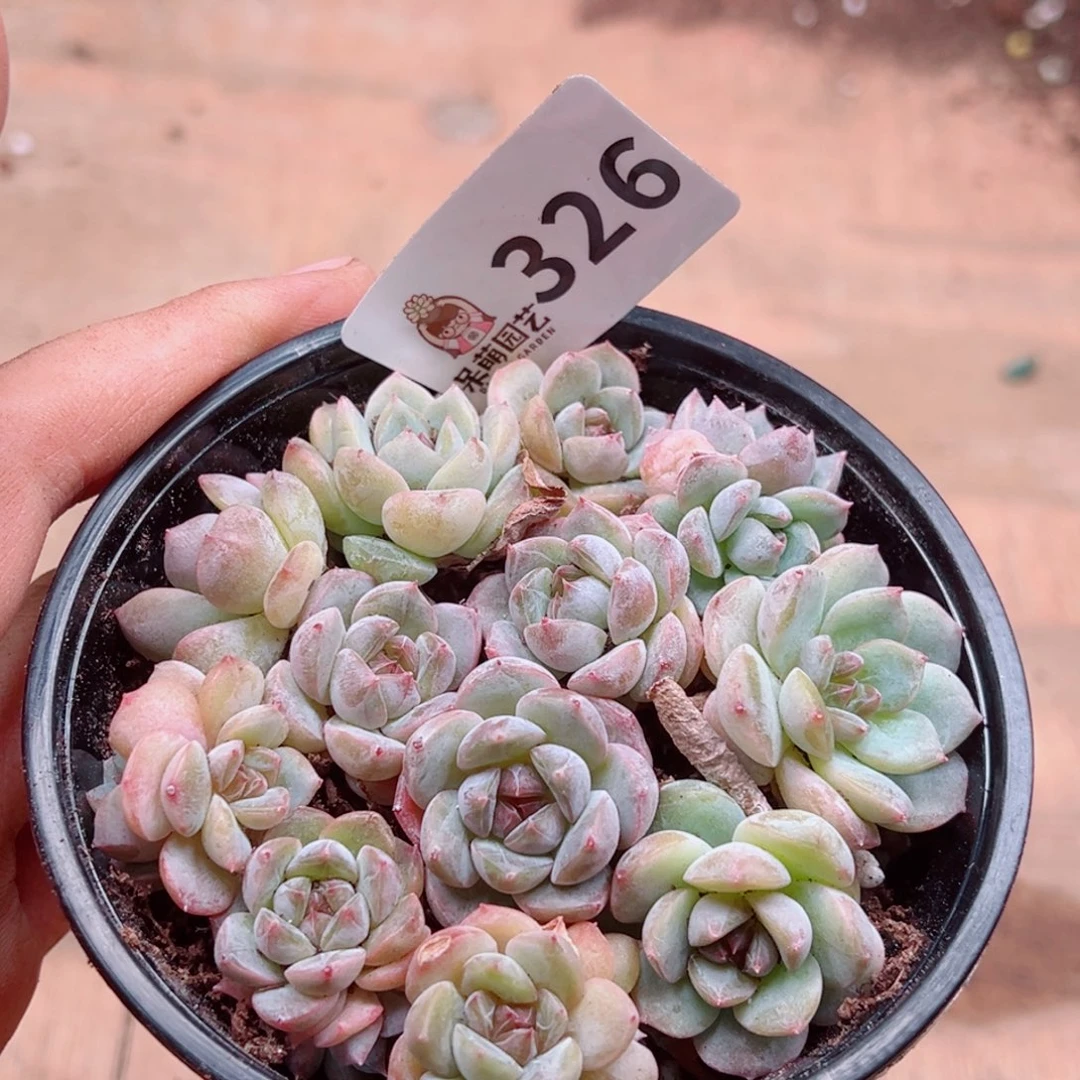 多肉植物多肉植物