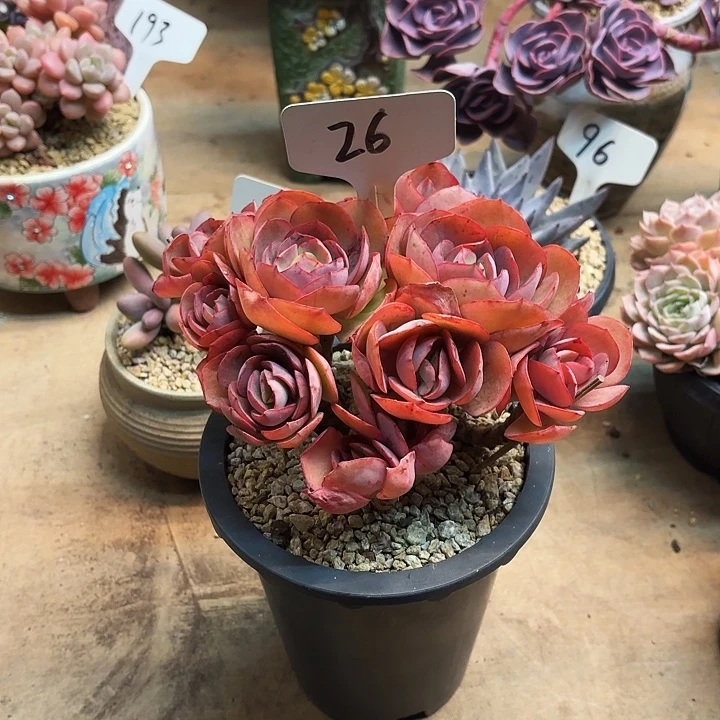 多肉植物，秀妍26号