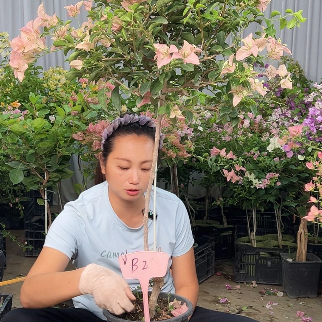 闲***余大部分花苞少量开放B2卡亚塔