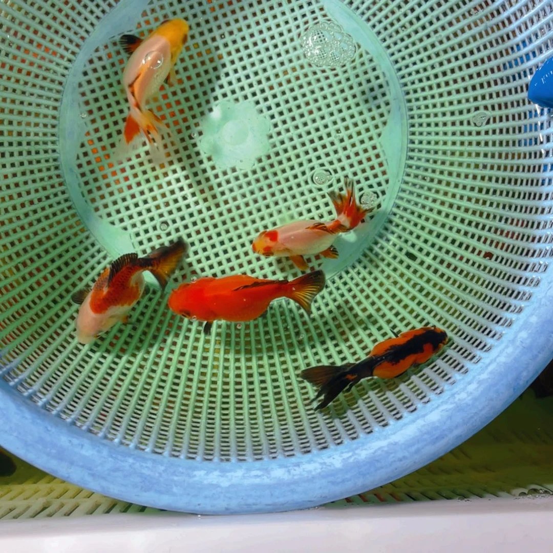海水鱼花泰狮金鱼49