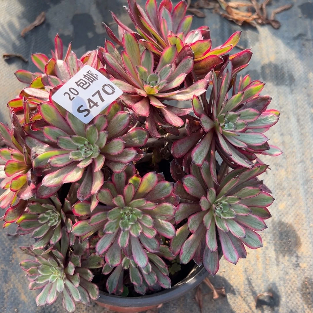 470紫霞，满20包邮嘟叮熊