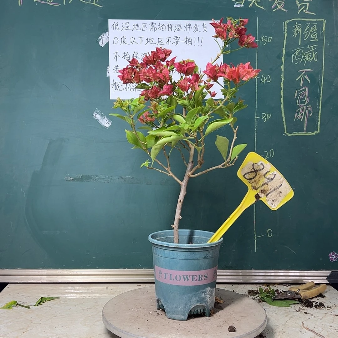 全部花苞佩德罗 891