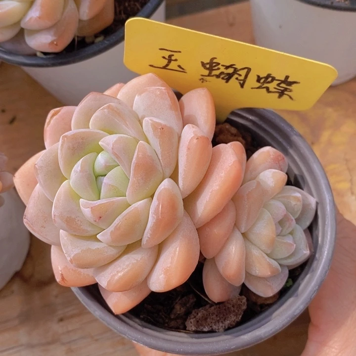 多肉植物，开心多肉