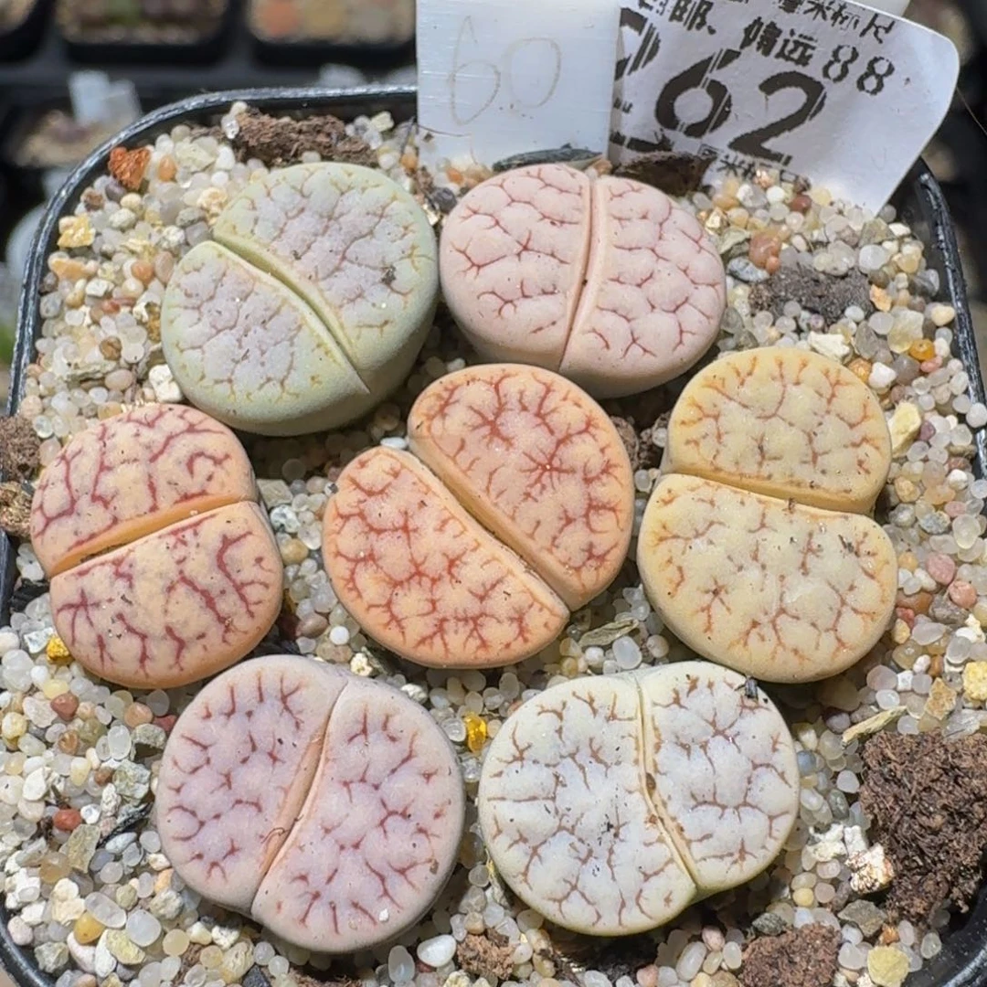 zzzzz生生花肉子262