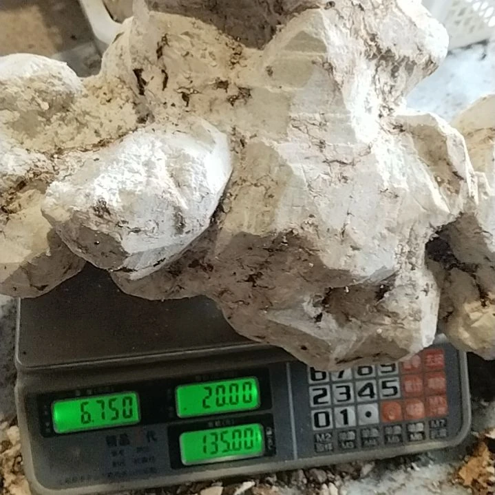 A***财中国大陆茯神整个己经削好皮