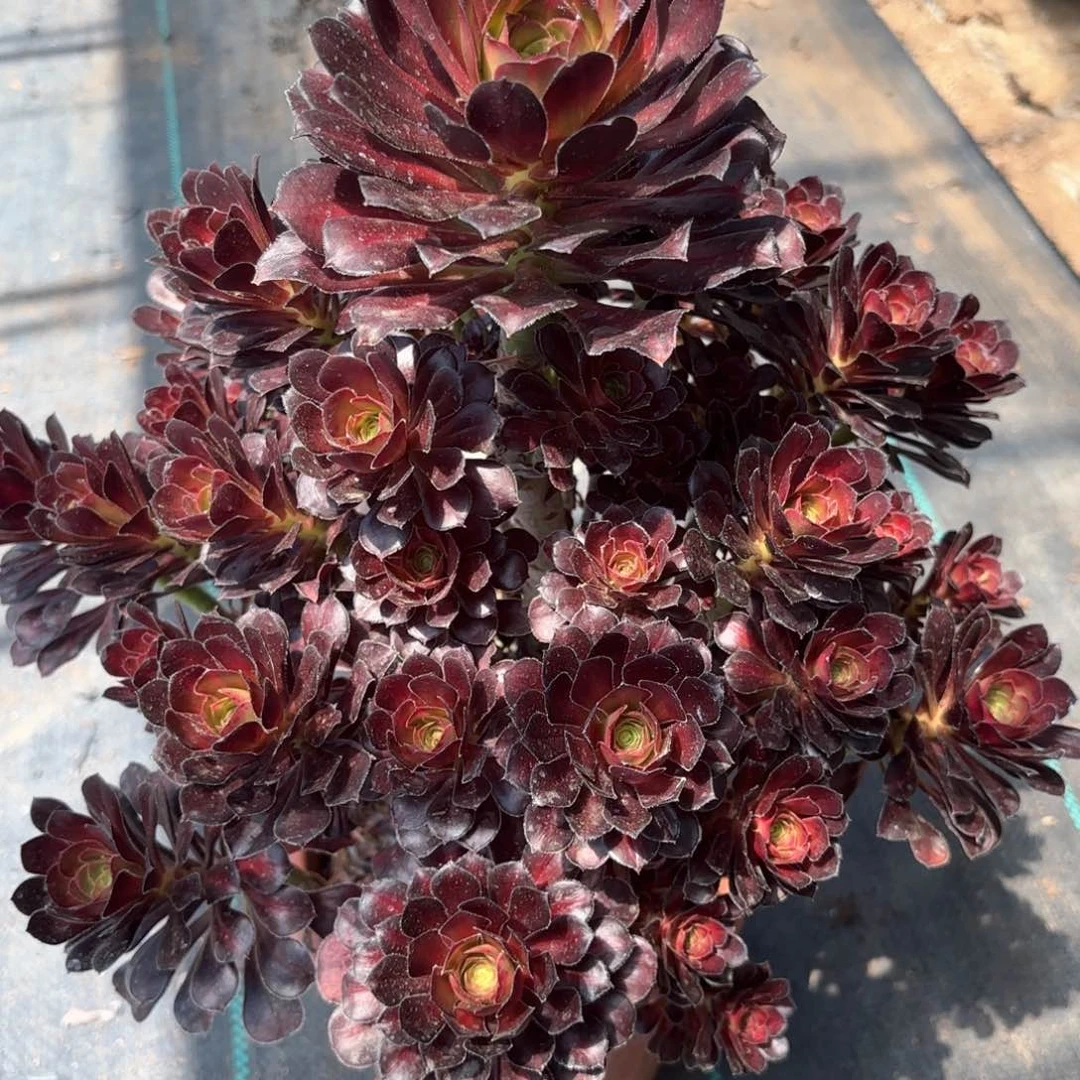 133晚霞多肉植物绿植