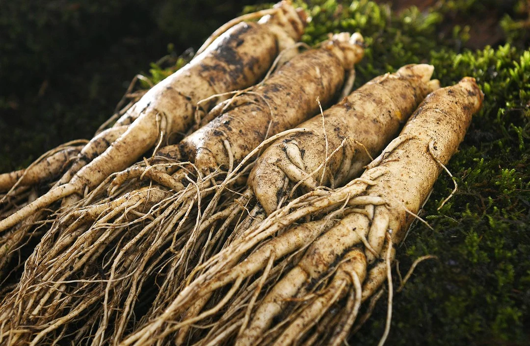 长白山微残鲜人参 10-15支装 自用 泡酒 切片 晒干 打粉