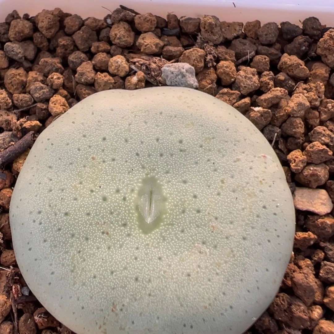 51多肉植物百科大饼