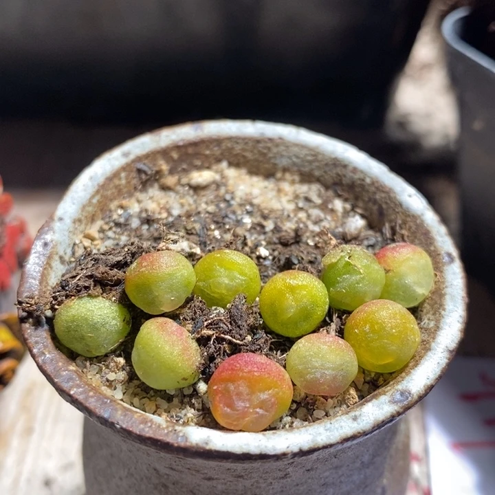 小拉登一颗 0.8厘米