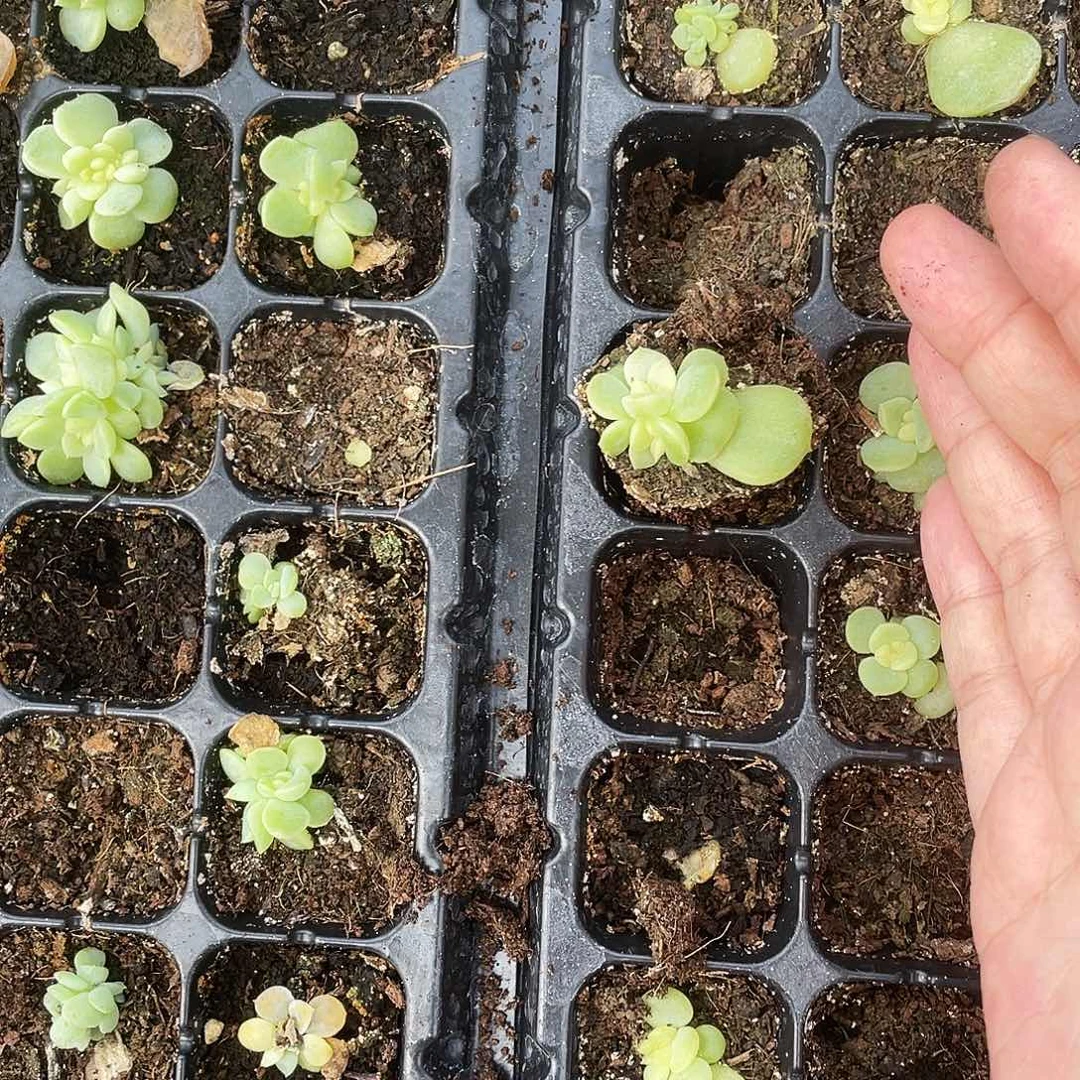 纸鸢中苗穴一个满25包邮