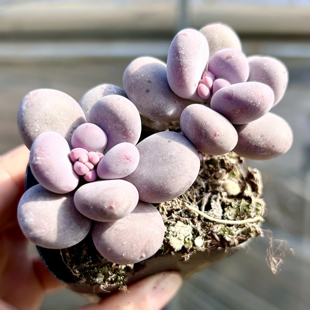 双头蛋黄奶酪带盆土 多肉植物