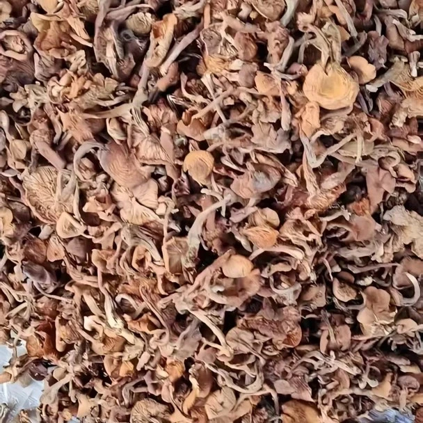 东北野生榛蘑干货大叶小叶混装小鸡炖蘑菇必备食材