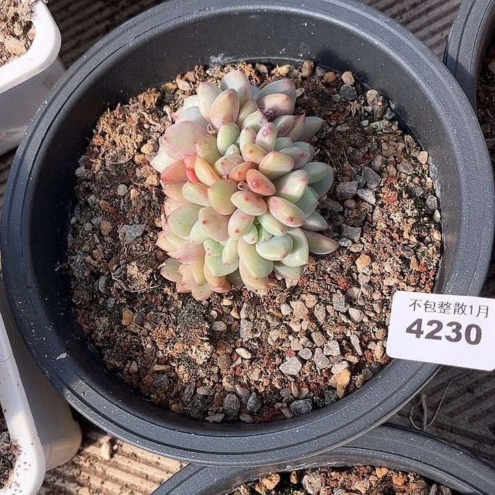 阿雅园艺。       4230爱丽儿