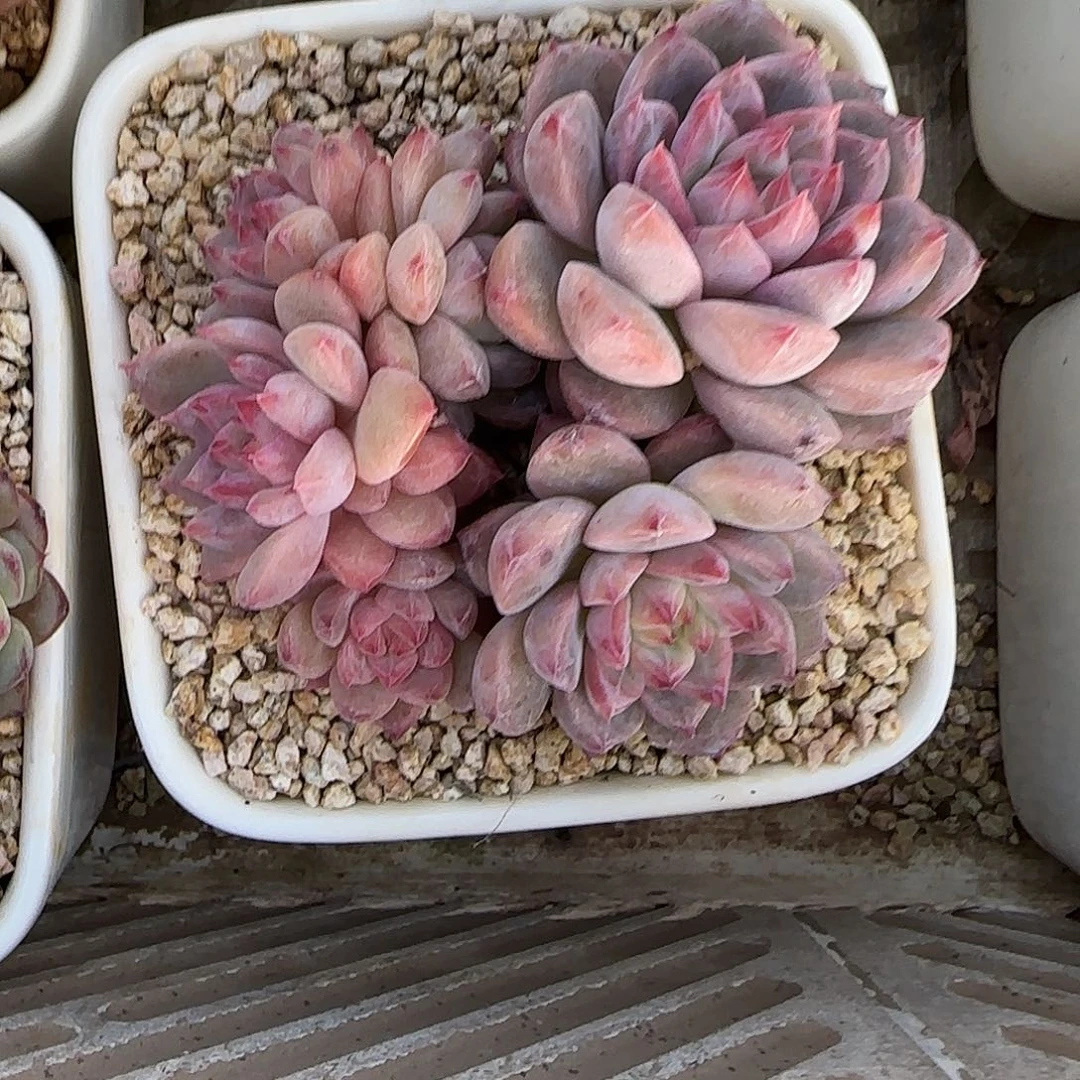 早***起多肉植物不带盆土