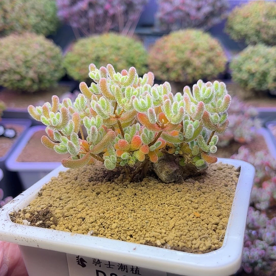 861优选冰晶枝干番杏