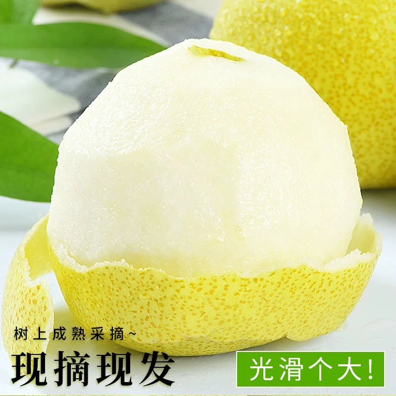 【正宗】砀山酥梨整箱包邮砀山梨脆甜多汁新水果净重8.5，4.5