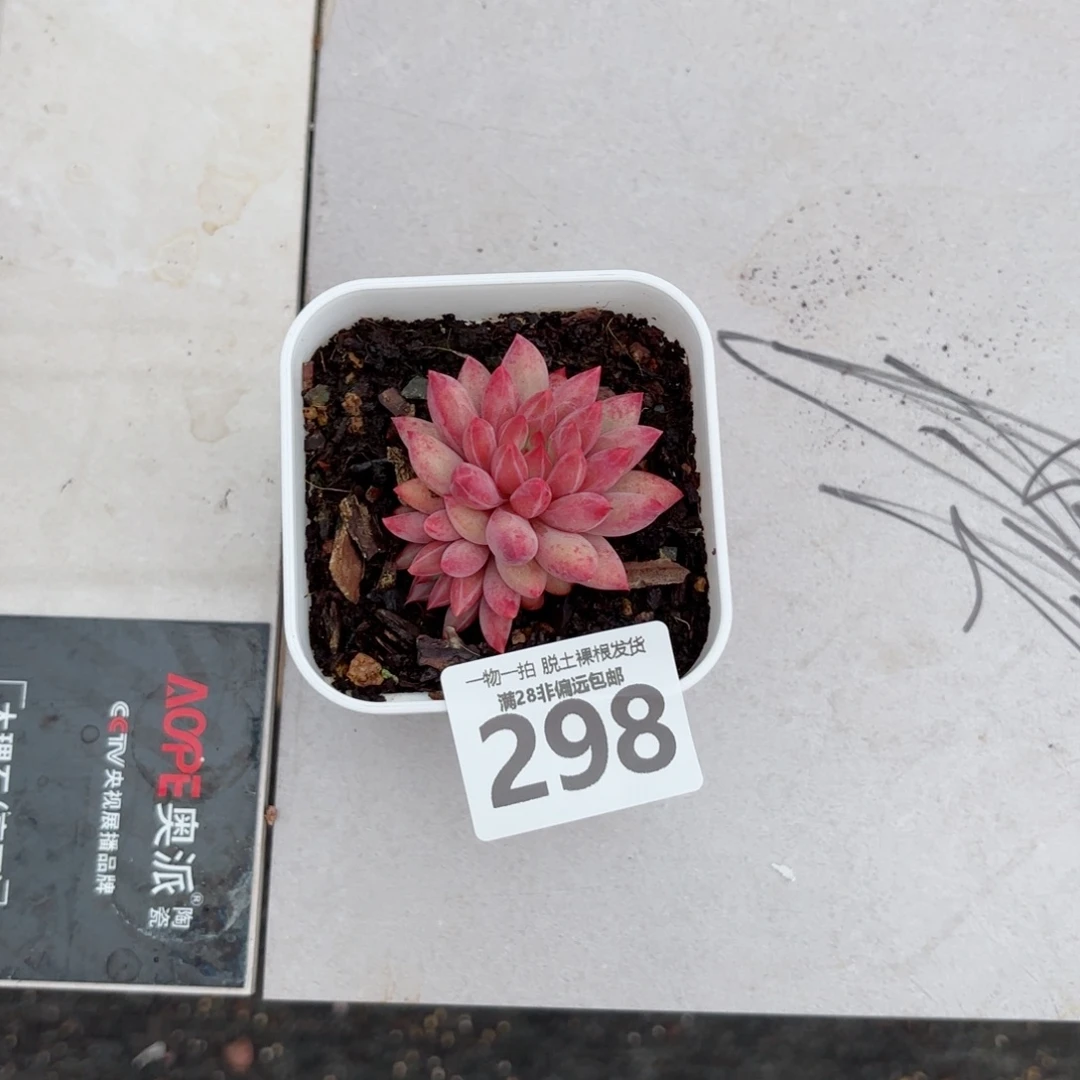 金鱼姬无盆土发货