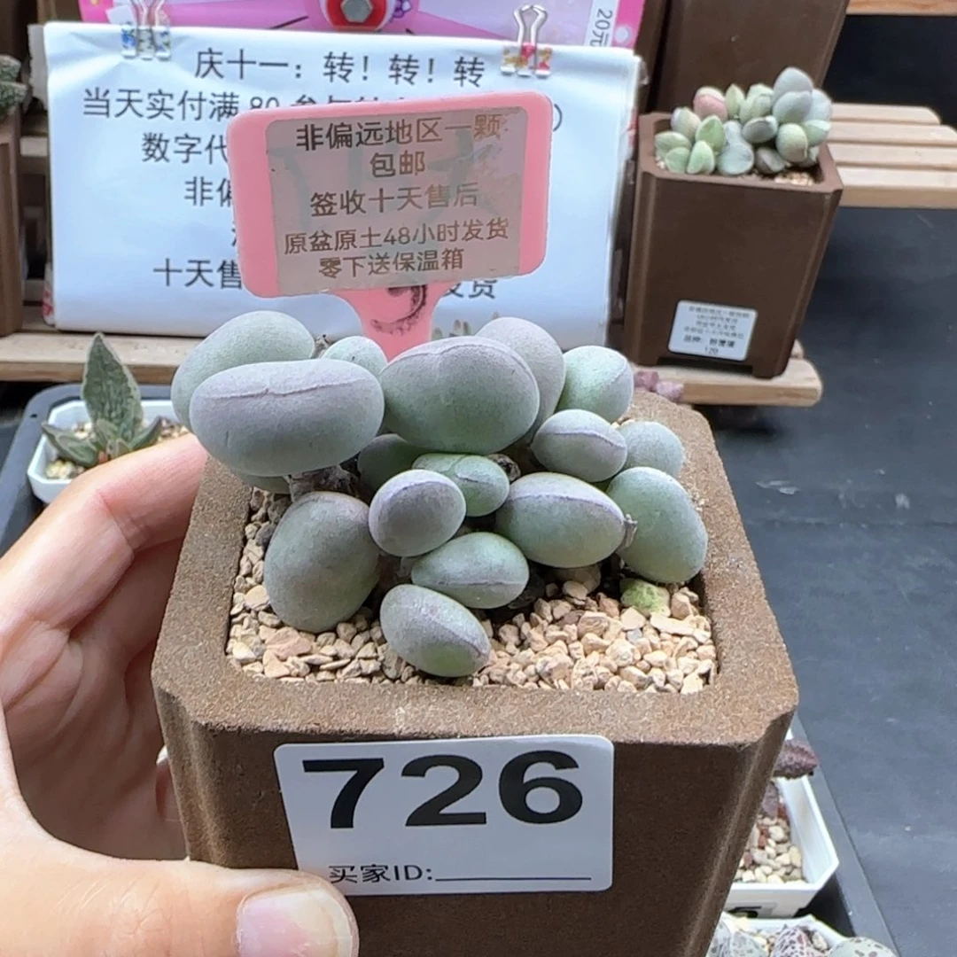 5***娘726球球紫蛋多肉