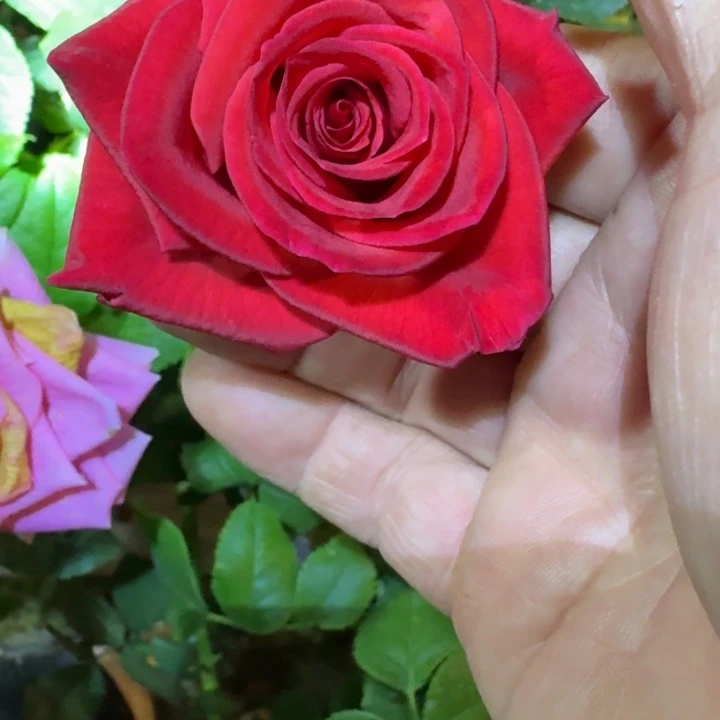 无花朵天蝎座小苗