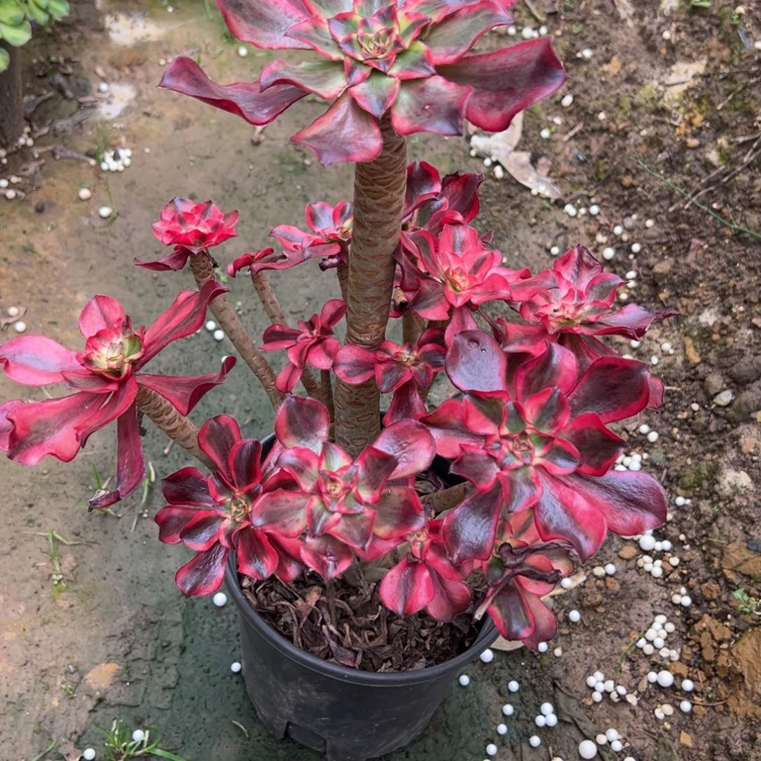 100魅影多肉植物一