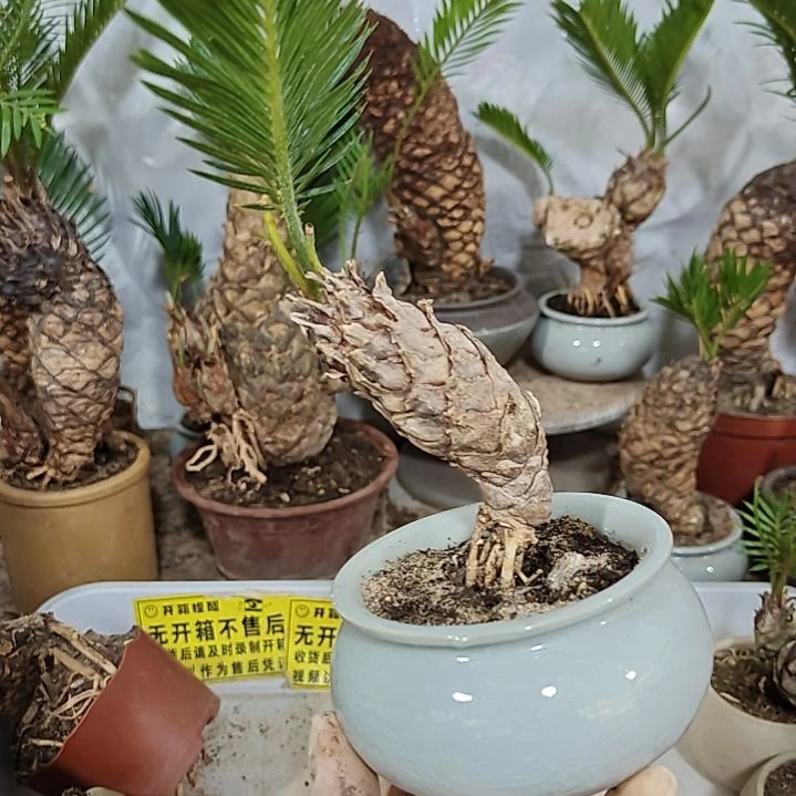 用***8无花朵白鳞铁盆景基地价