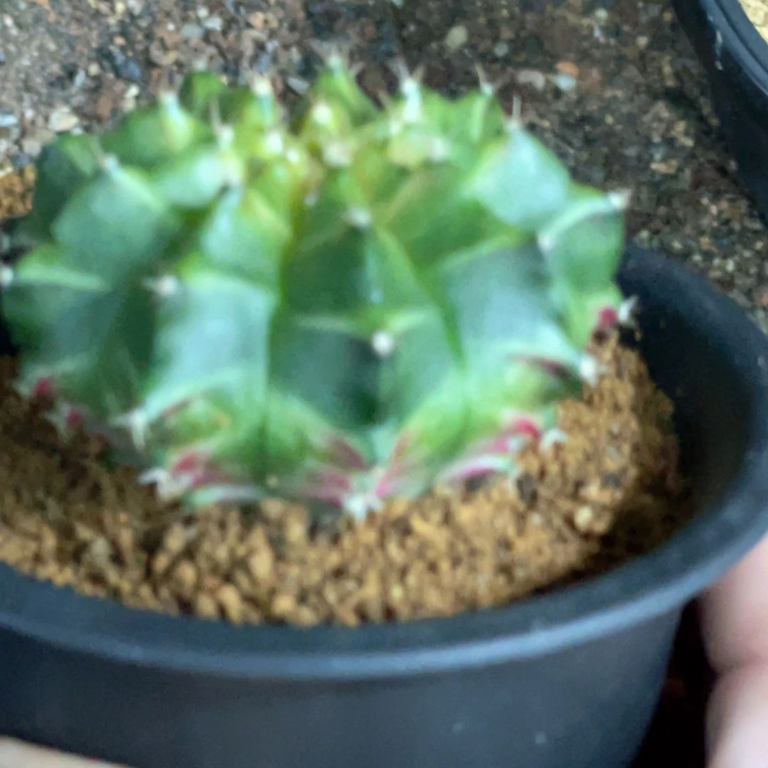 当前无花朵，栽培后可花朵穹顶轮回