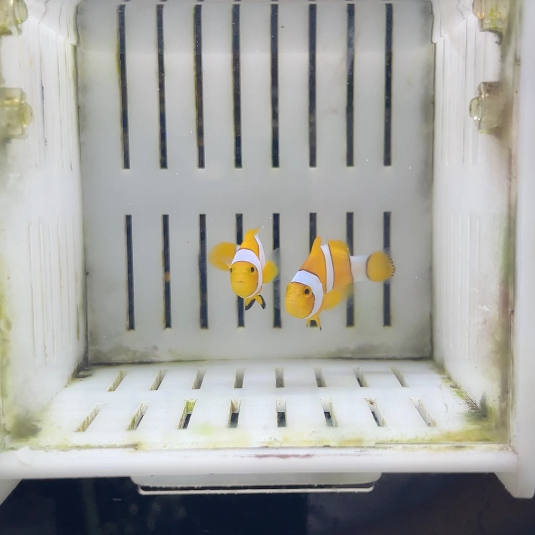 海水鱼金色公子一对