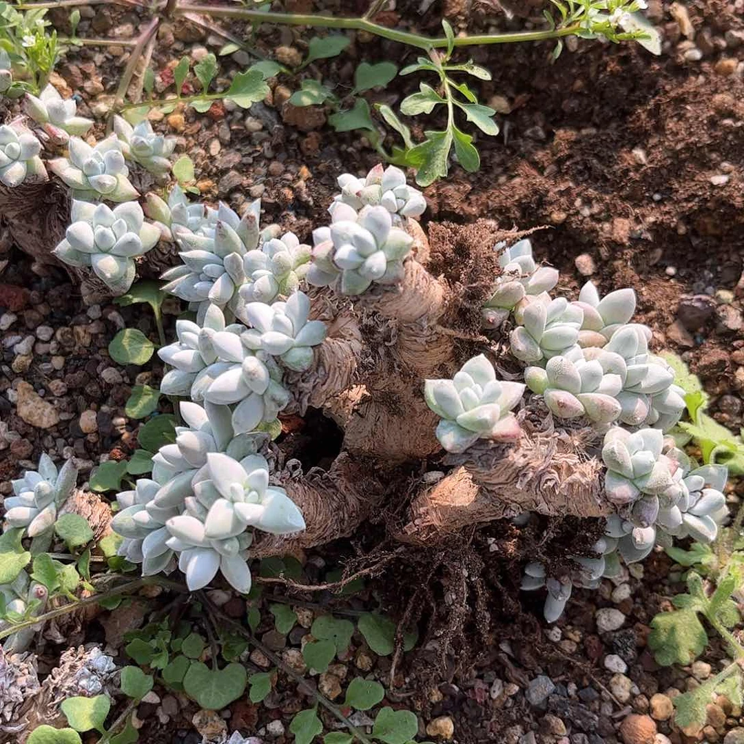 天*沙6275瑕疵两颗多肉