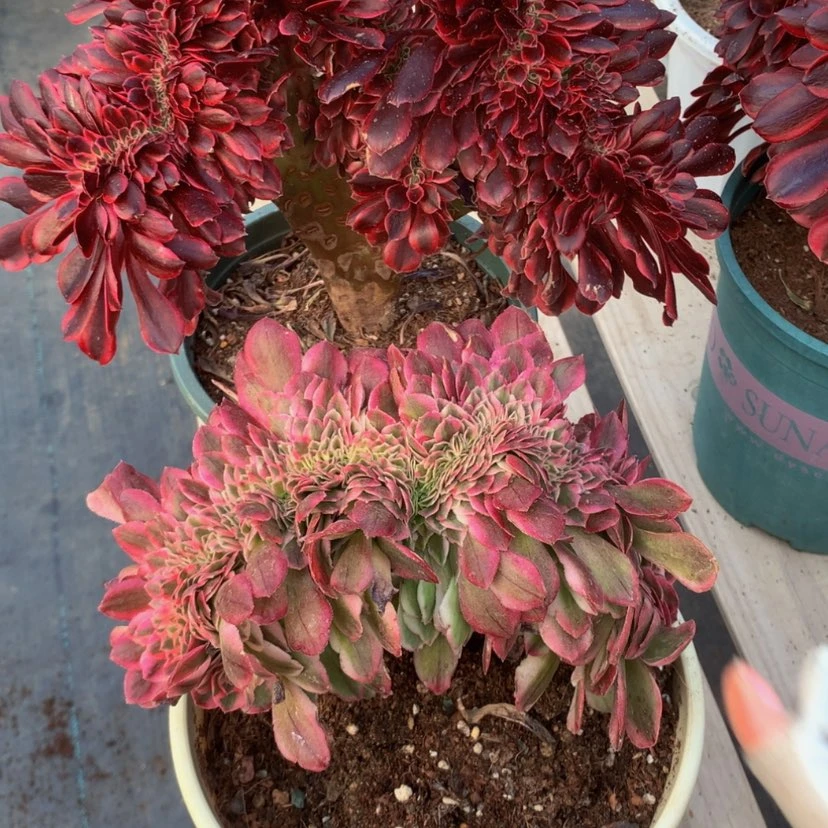 【闪购商品】芳*法师法师177