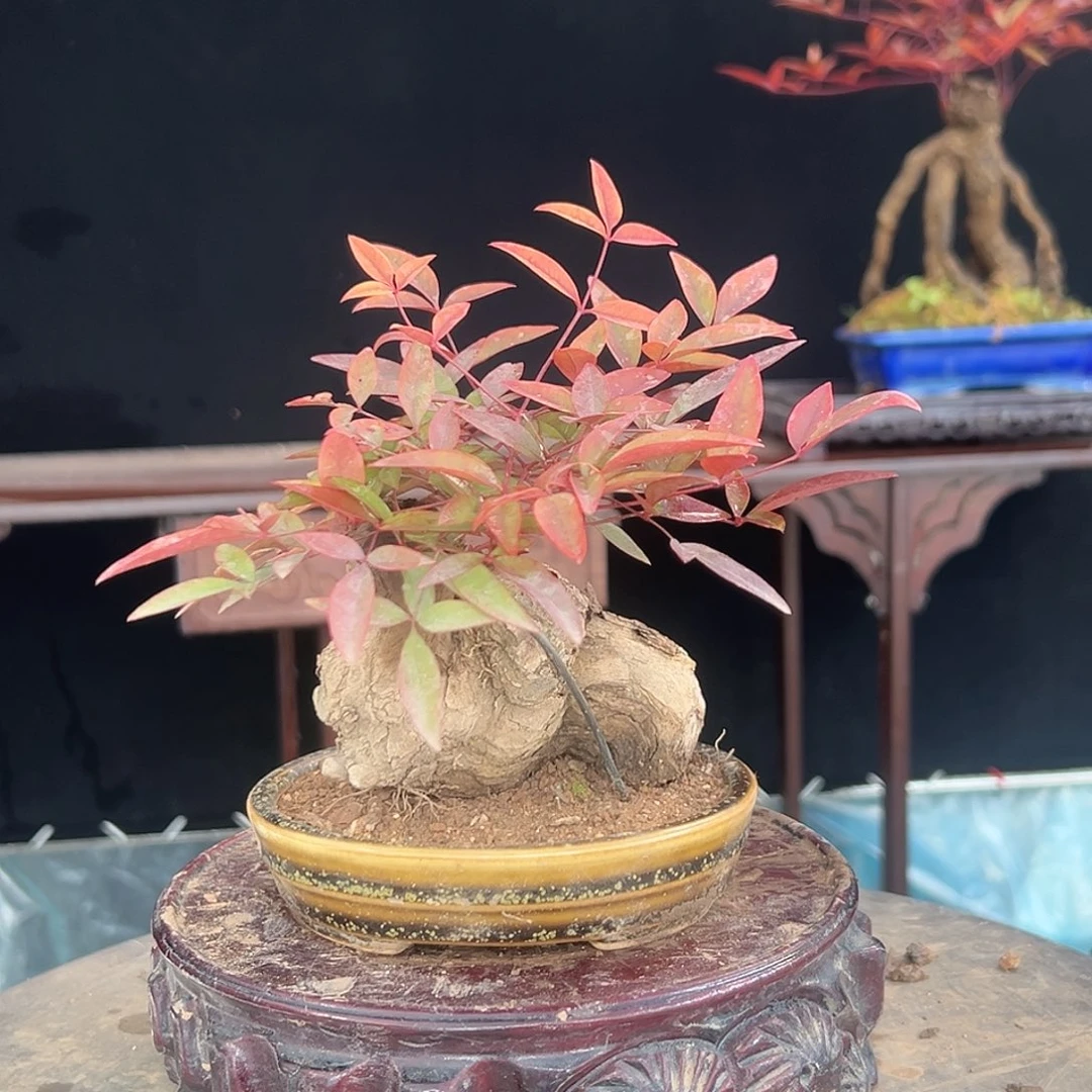 无花朵000000000000005