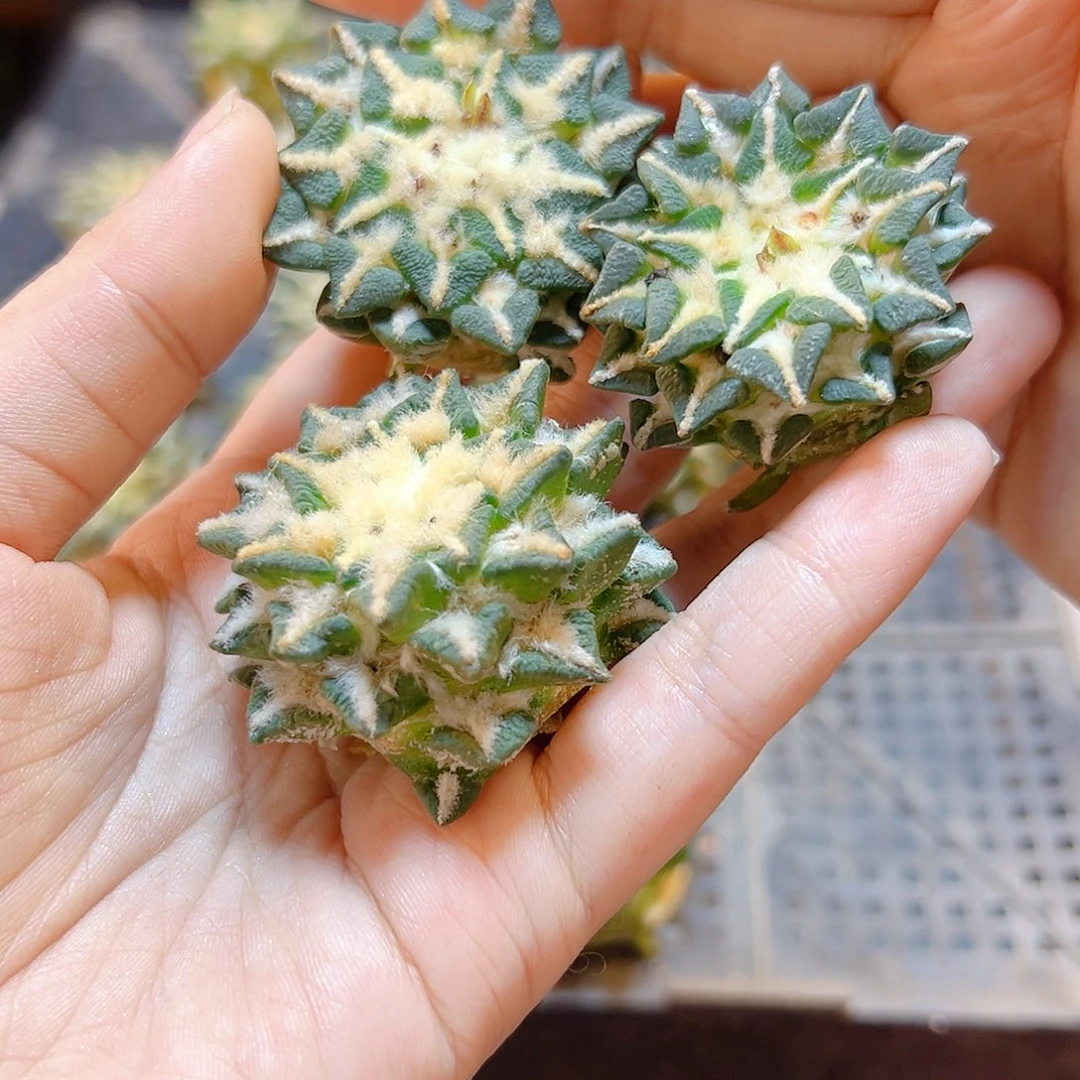 苗接黑牡丹4公分无根1颗