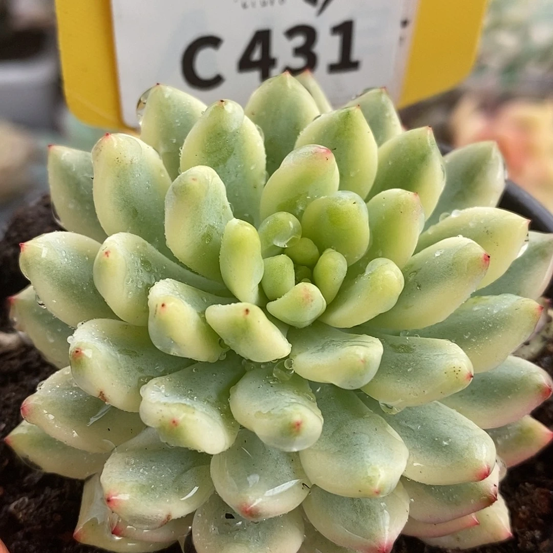 431篮苹果哈哈哈哈看