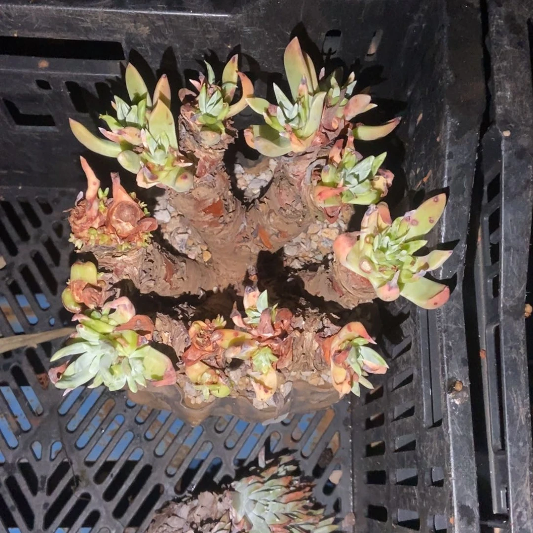 s***.瑕疵处理多肉植物