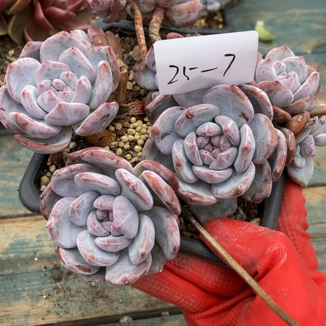 25-7石榴籽一物一拍