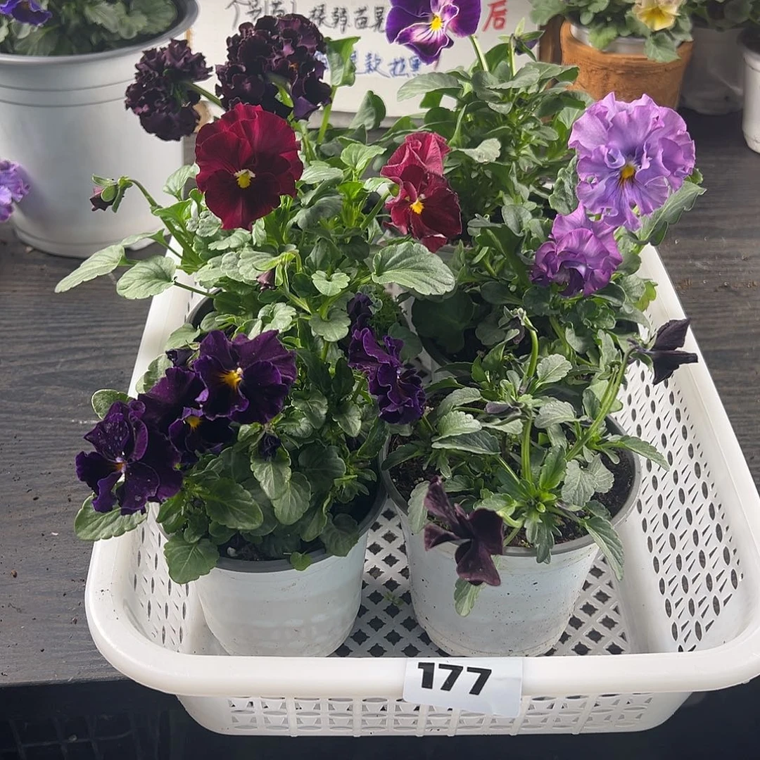 大部分花苞少量开放177号