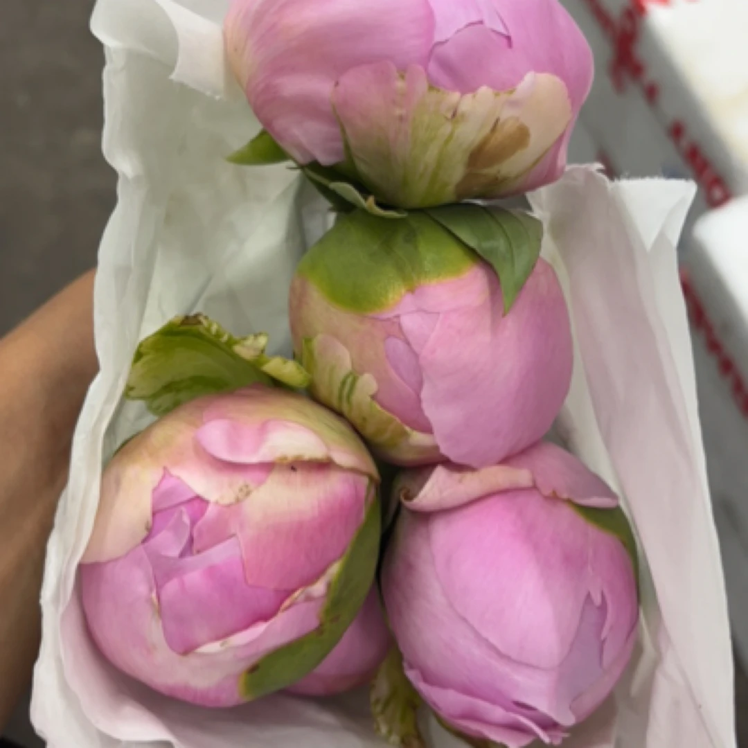 芍药，餐盘5支、初恋5支，母爱5支，