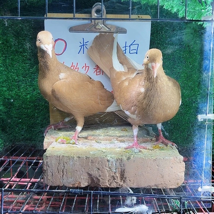 博***影15天中国大陆胡子喜鹊